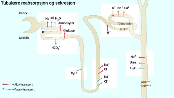 Fig.14 Fig. 14 Tubulær reabsorbsjon og sekresjon *PTH = Paratyreoideahormon, **ADH = Antidiuretisk hormon, ***ANP = Atrielt natriuretisk peptid