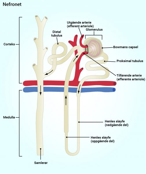 9_nefronet_norsk